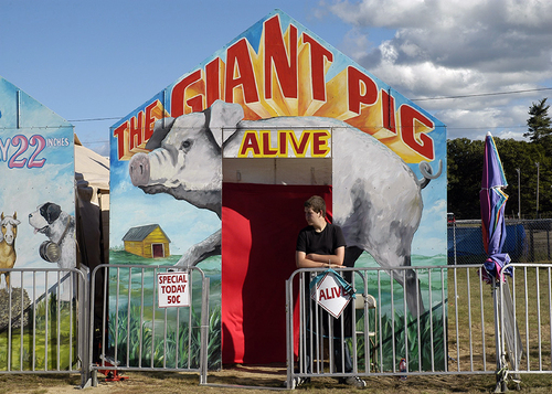 The Giant Pig