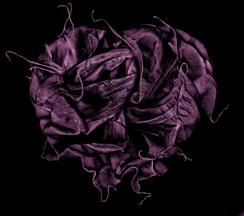 Organic Purple Heart