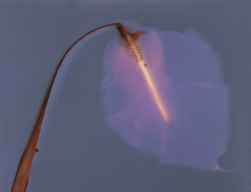 Electric Calla