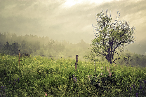 Foggy Glen