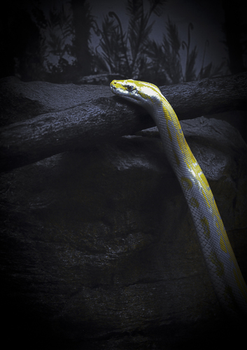 Rising Snake