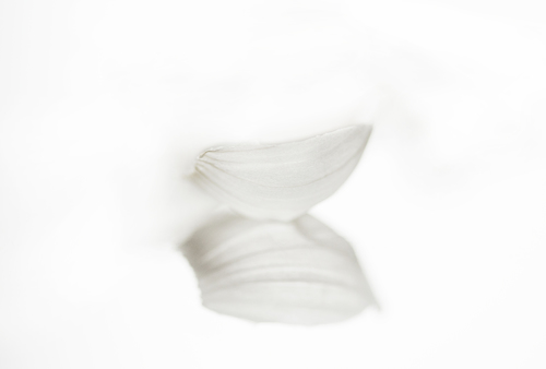 Garlic SKin 
