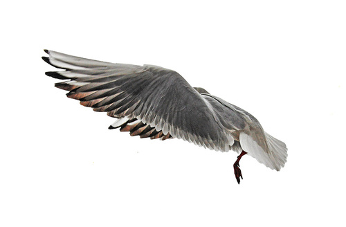 Flying Forms