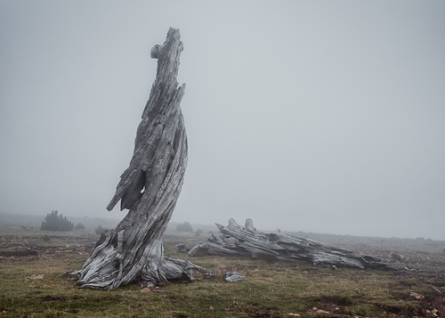 Relics I