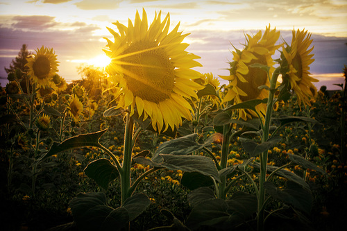 Sun Field