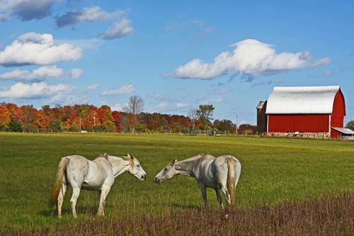 Red Barn and horse