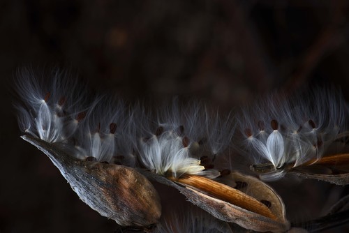 Milkweed Pod #2