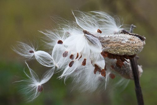 Milkweed Pod #1