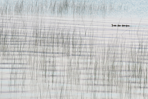 4 Ducks