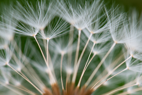 Dandelions 2024