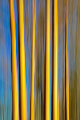 Eucalyptus Sweep