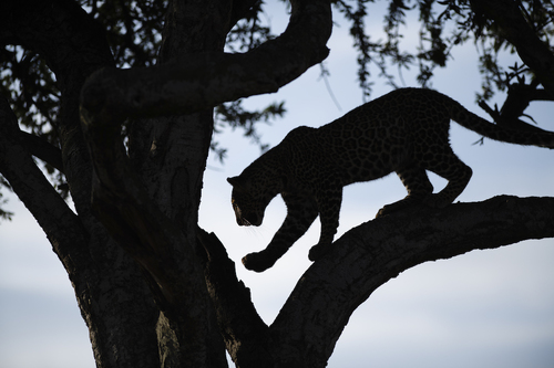 Leopard step