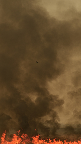 Bird & Bushfire