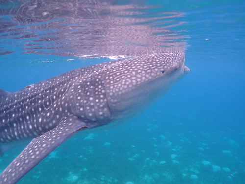 Whale Shark