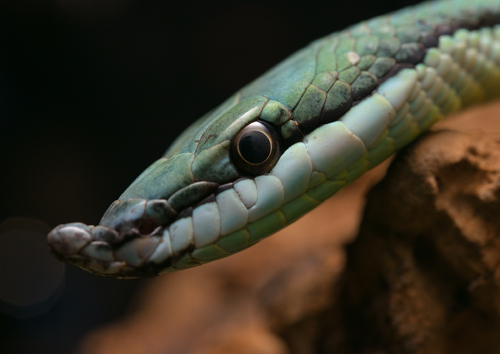 Baron's Green Racer