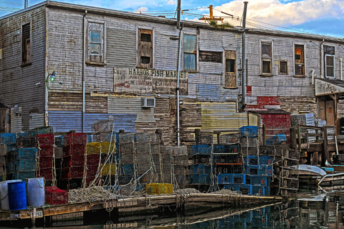 Harbor Fish