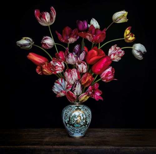Tulip Explosion