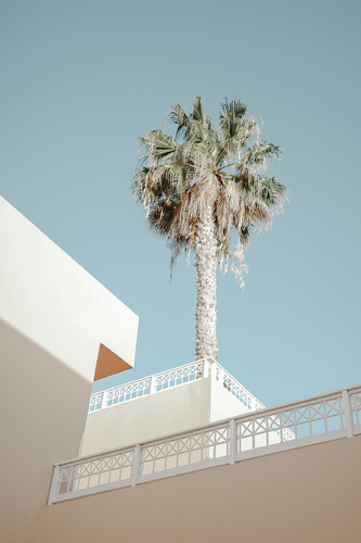 the palm