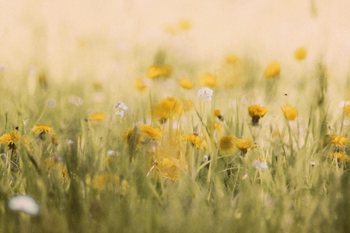 Spring