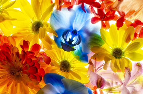 Flower Mosaic