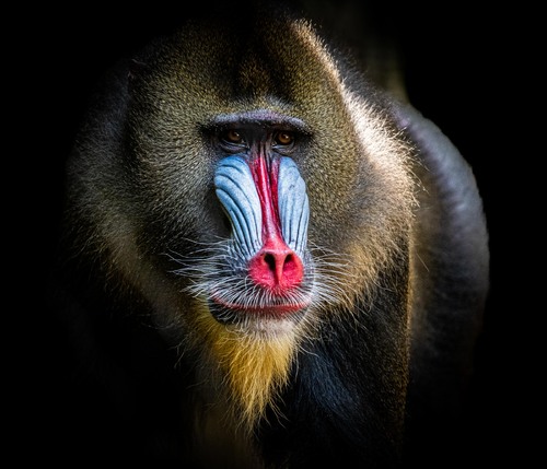 Majestic Mandrill