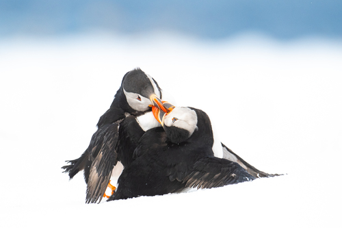 Puffin Battle