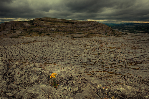 Lonely Flower