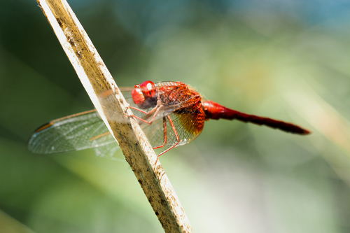 Regard
