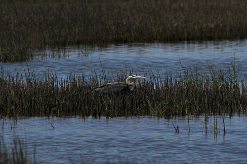 Blended Heron