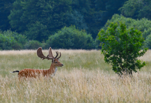 Deer and Tree