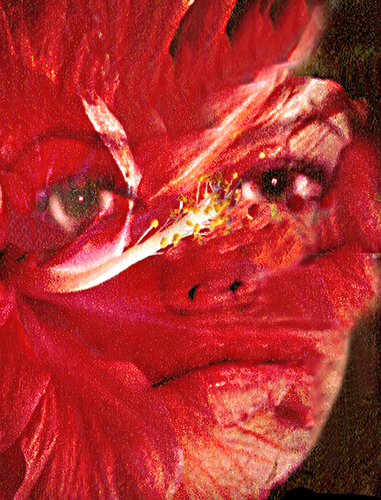 Amanda