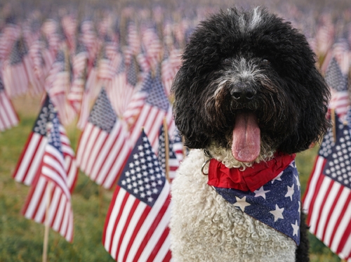 Patriotic Pooch