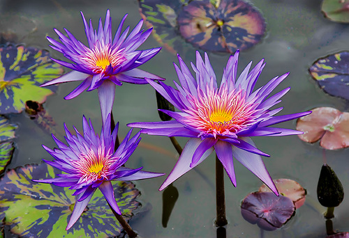 Three lillies