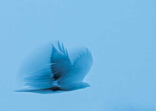 Eagle in Flight