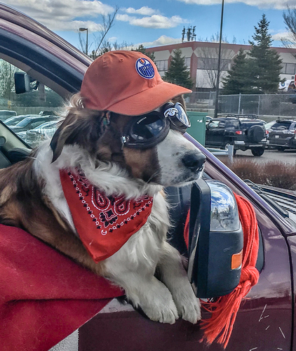Edmonton Oiler Fan