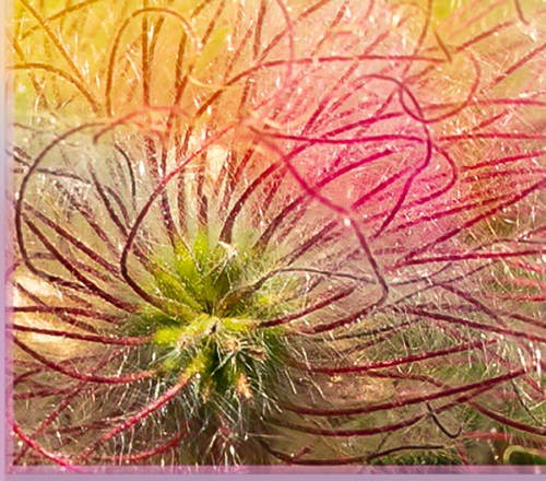 Gone to Seed