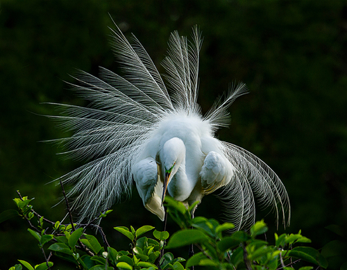 Great Egret Courtship Display
