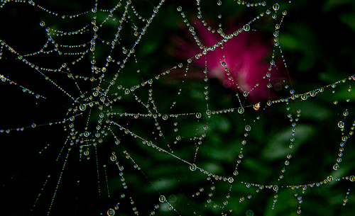 Spider Web With Dew