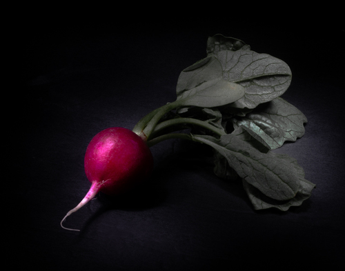 Radish