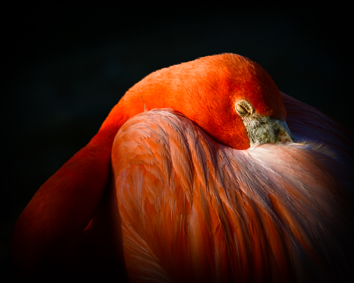 Siesta