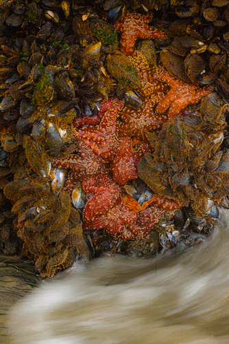 Stars of the Sea