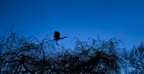 When Night Calls