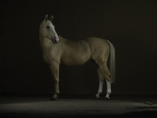 Palomino