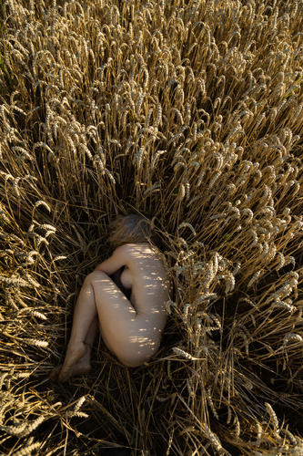 The Wheat Nest