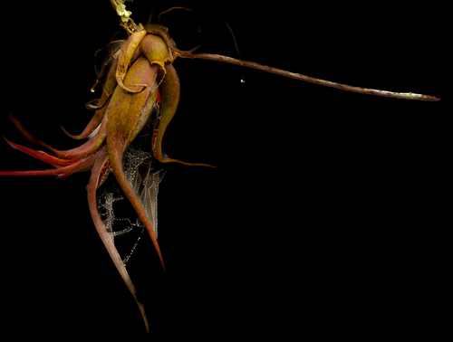 Air Plant 