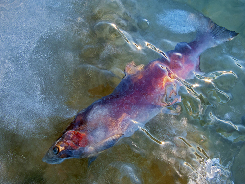 Iced Salmon
