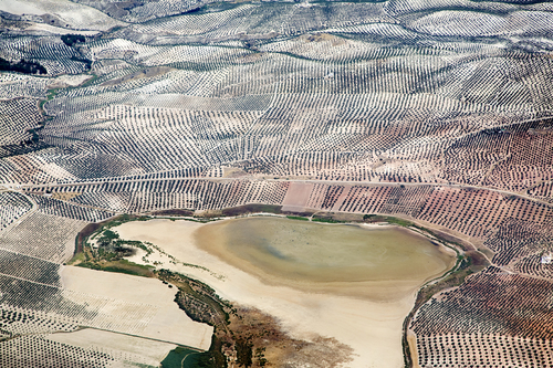 Endless Olive Tree Fields