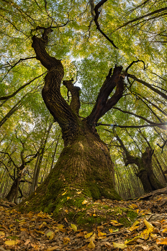 Ancient forest