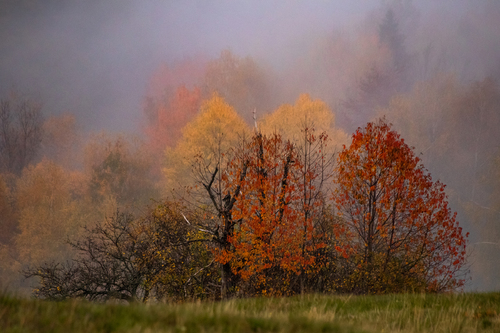 Fall Impressions