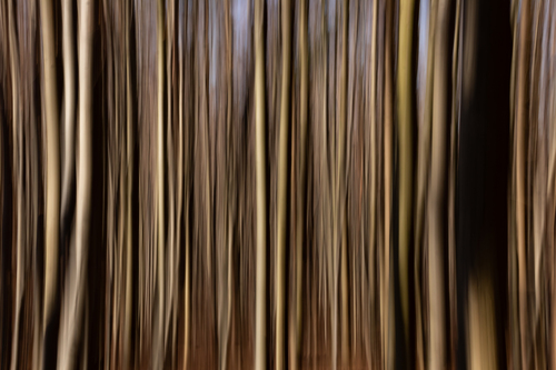 forest in movement